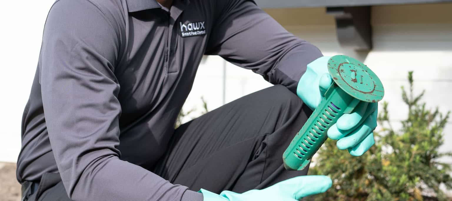 Pest Library Background