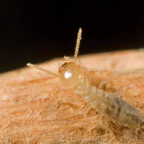 termite