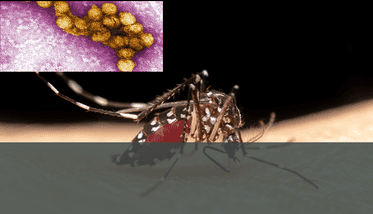 Spreading  Diseases