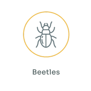 Beetles