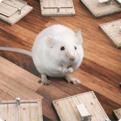 Wooden floor with mouse traps