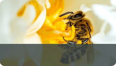 Bees