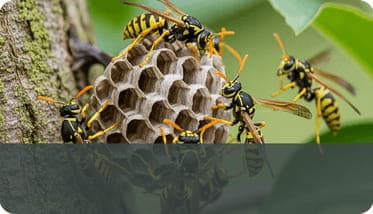 Hornets