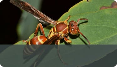 Wasps