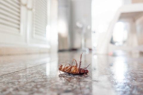 Pest control service in action