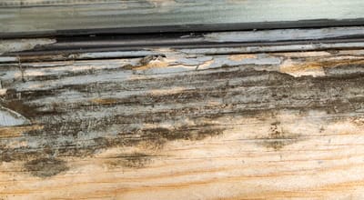 Mold Growth and Air Quality Concerns