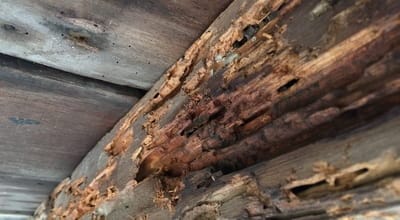 Wood Rot and Structural Damage
