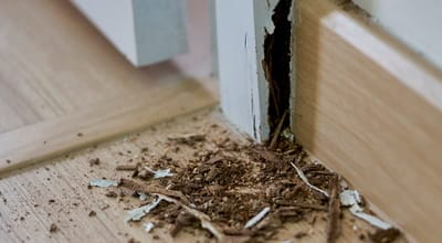 Hidden infestations behind walls