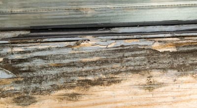 Moisture conditions that attract termites