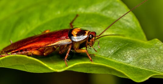 Cockroach on leaf