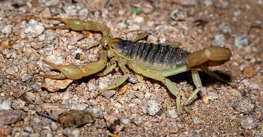 Black Scorpions in Texas