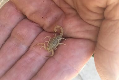 Lesser Stripetail Scorpion (Paravaejovis waeringi)