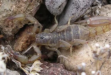 Striped Scorpion / Coahuila Scorpion (Vaejovis coahuilae)