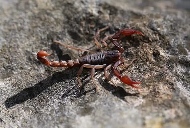 Texas Cave Scorpion (Pseudouroctonus reddelli)