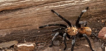 Texas Brown Tarantula