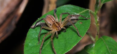 Huntsman Spider