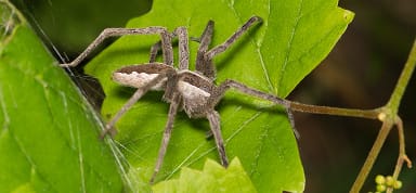 American Nursery Web Spider