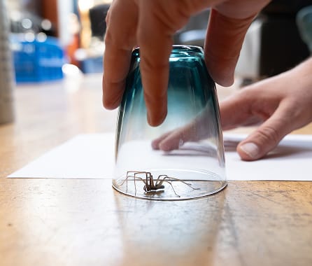 Spider activity around the home