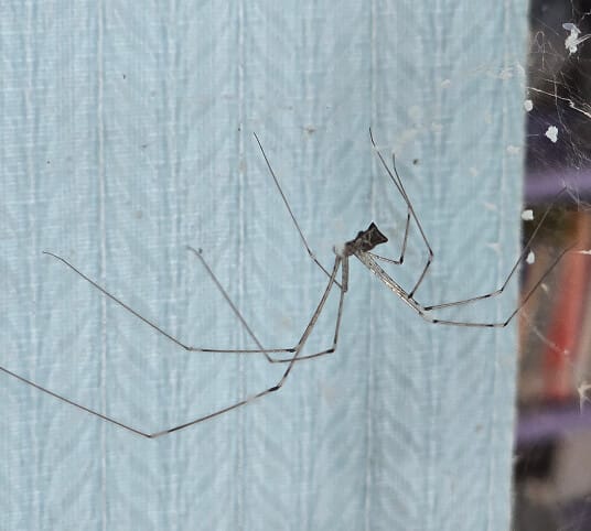 Close-up of cellar spider