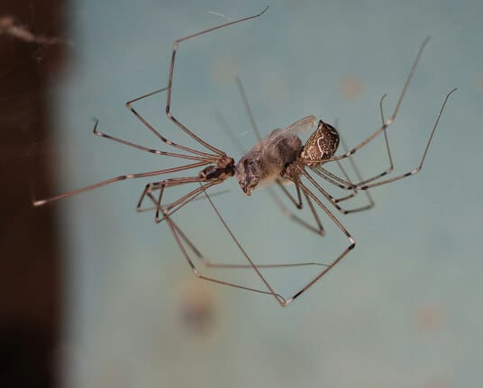 Cellar spider
