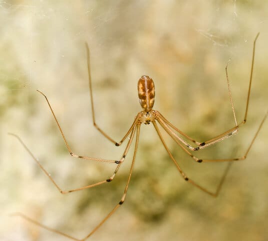 Cellar spider close-up showing its long legs and small body