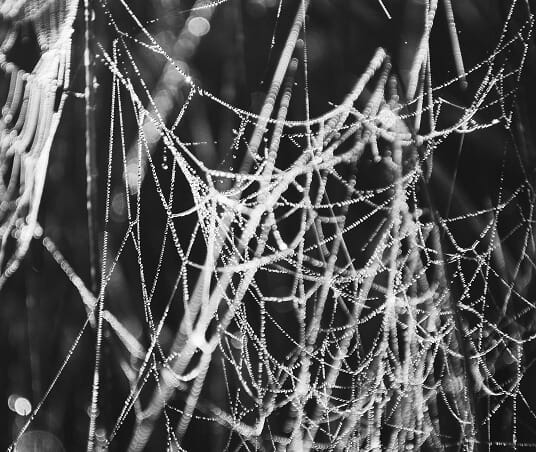 Cellar spider signs