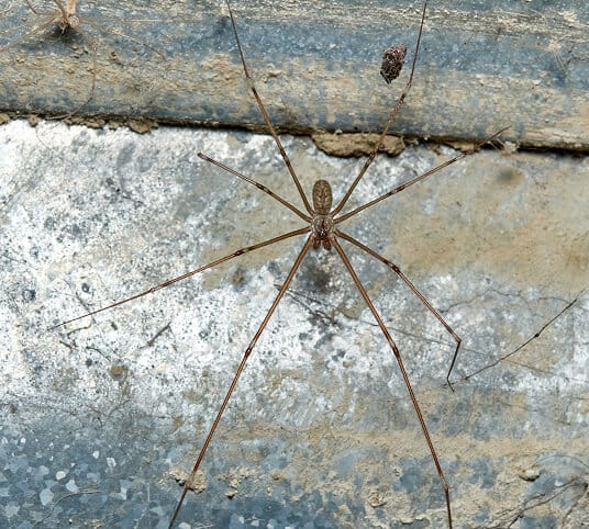 cellar spider
