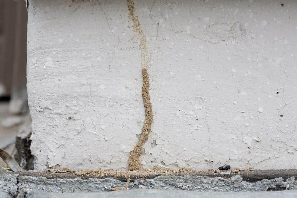 Termite mud tube in a crawl space