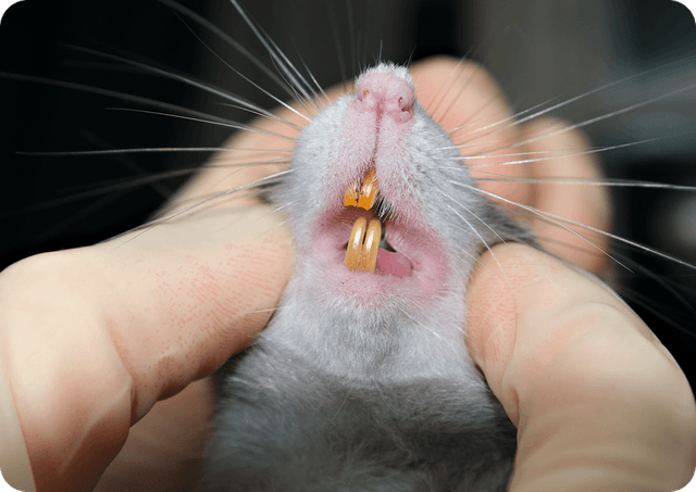 Cornered Rodents Can Bite (...HARD!)