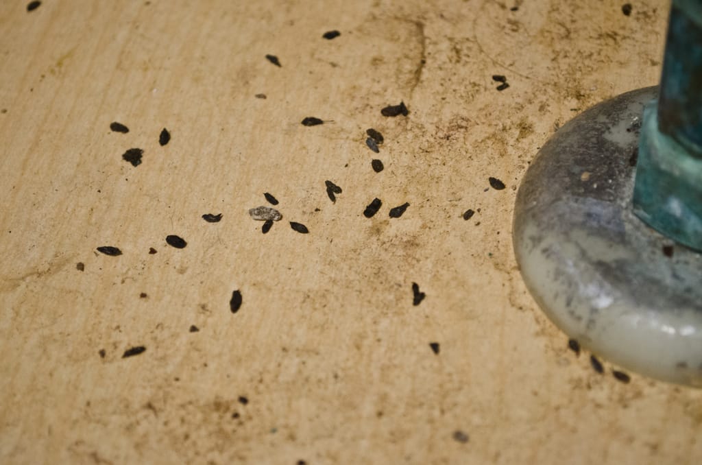 Rodent Cleanup