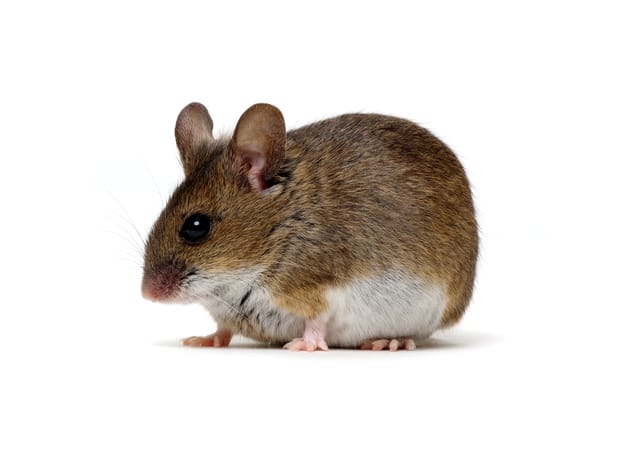 House Mice
