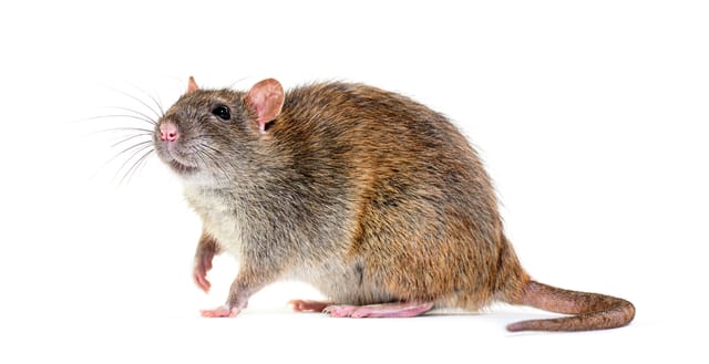 Norway Rats