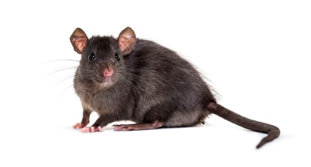 Roof Rats