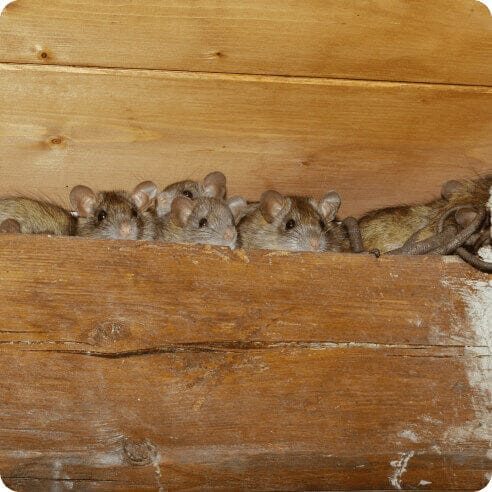 Rat entry point in attic beam