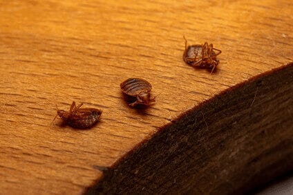 rat captured in humane live cage trap