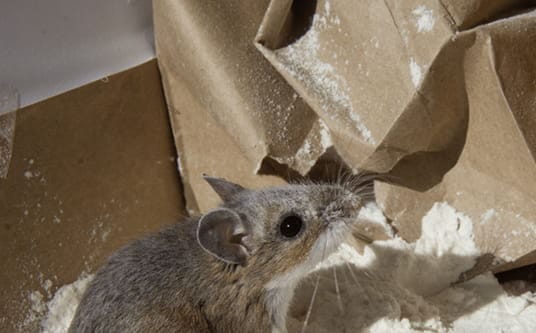 Mouse near flour bags in a food processing facility