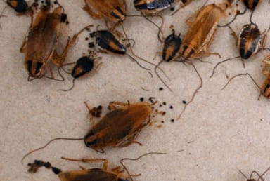 Cockroaches