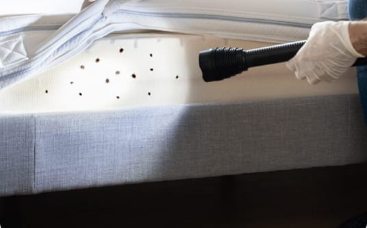 Pest inspector examining hotel mattress for bed bugs