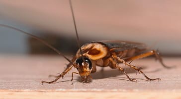 Unpleasant, Greasy Odor