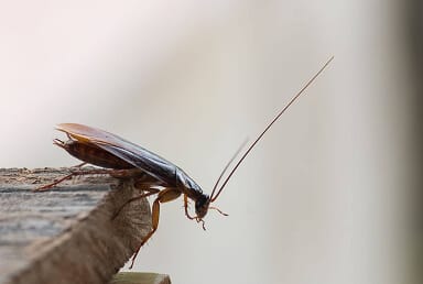 Flying cockroach