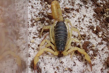 Arizona Black Scorpion (Hadrurus spadix)