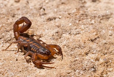 Arizona Bark Scorpion (Centruroides vittatus)