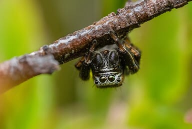 Arizona Jumping Spider