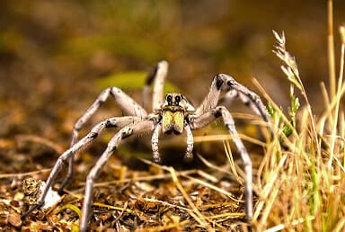 Arizona Wolf Spider