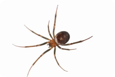 Brown Widow Spider