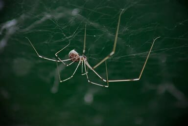Cellar Spider