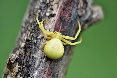 Crab Spider