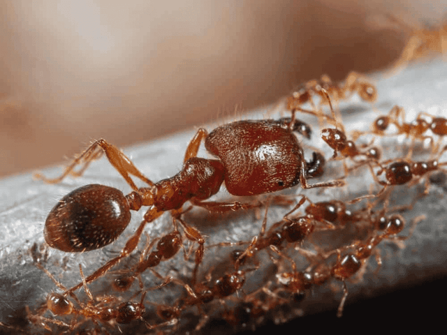 Big-Headed Ants