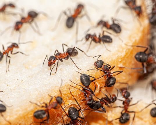 What damage can ants cause