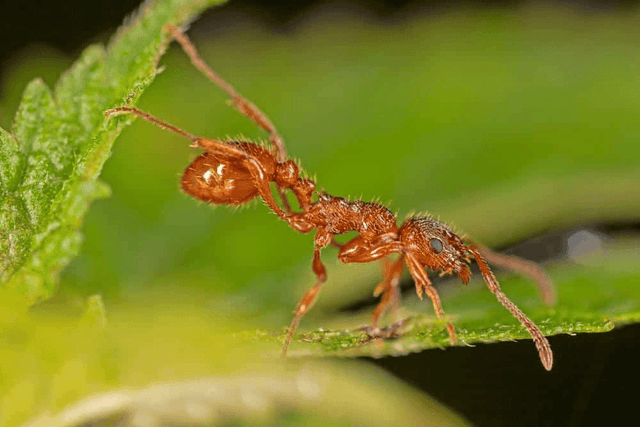 European Fire Ants